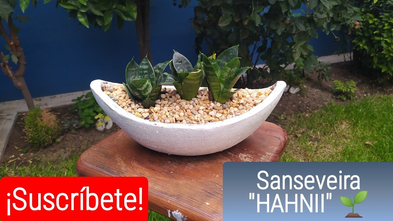 Cómo reproducir la  