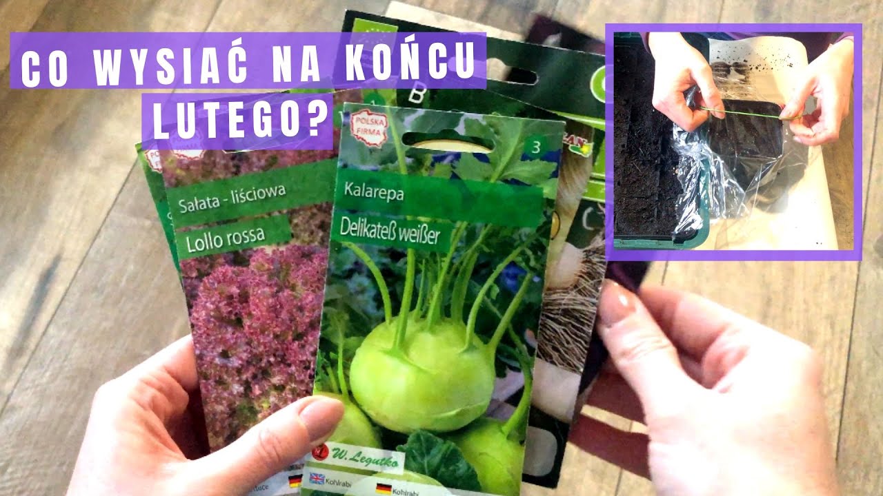 Jak wysiać na rozsadę: seler, por, kalarepa i sałata
