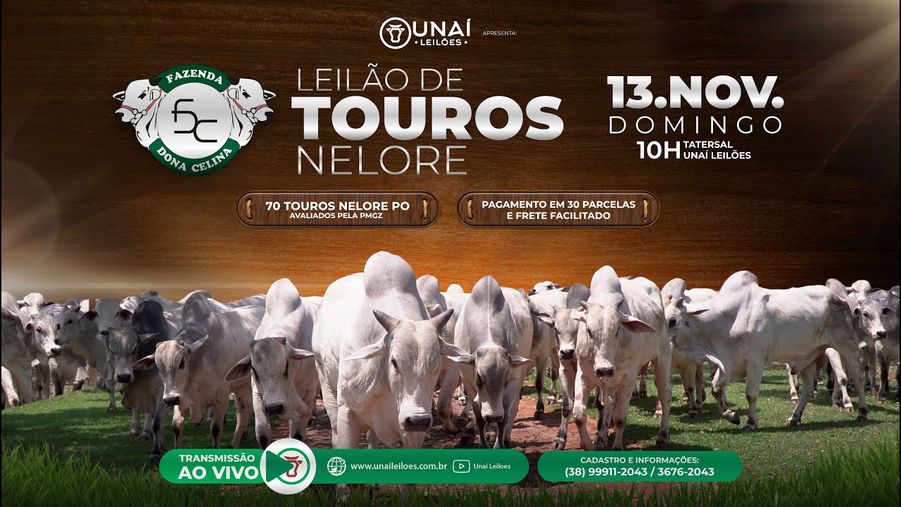 2º LEILÃO TOUROS NELORE PO - FAZENDA DONA CELINA - UNAÍ-MG - 13-11-2022