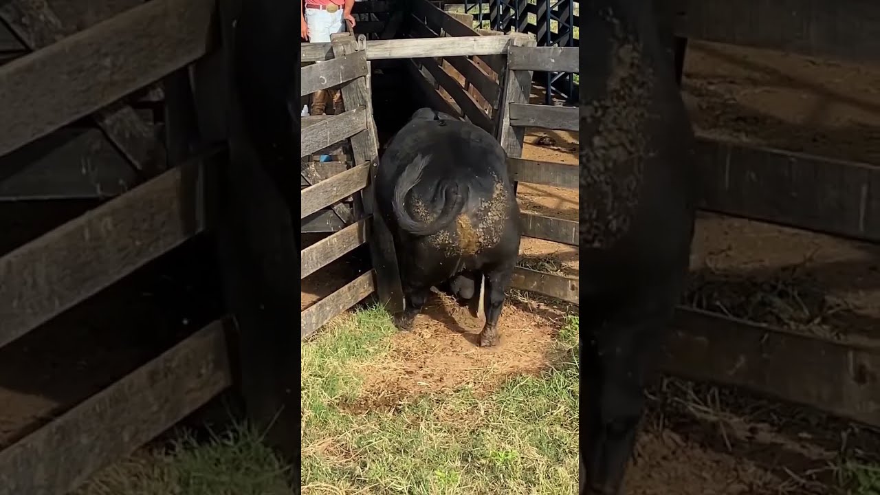 TOURO GORDO ENTALA NO CURRAL #shorts #agriculture #agro #pecuaria #boi #bull #cow #confinamento
