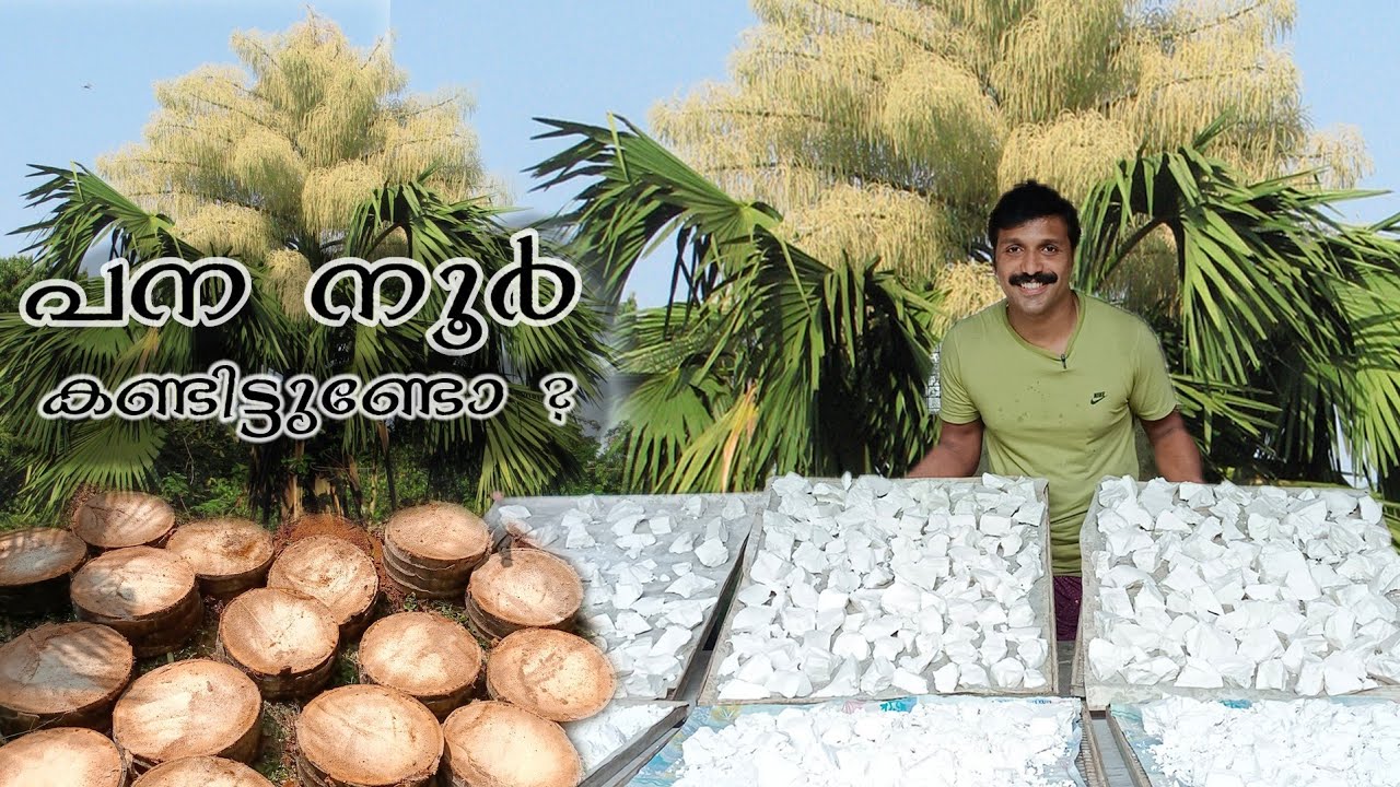Palm powder preparation at home | How to prepare Talipot Palm powder at home