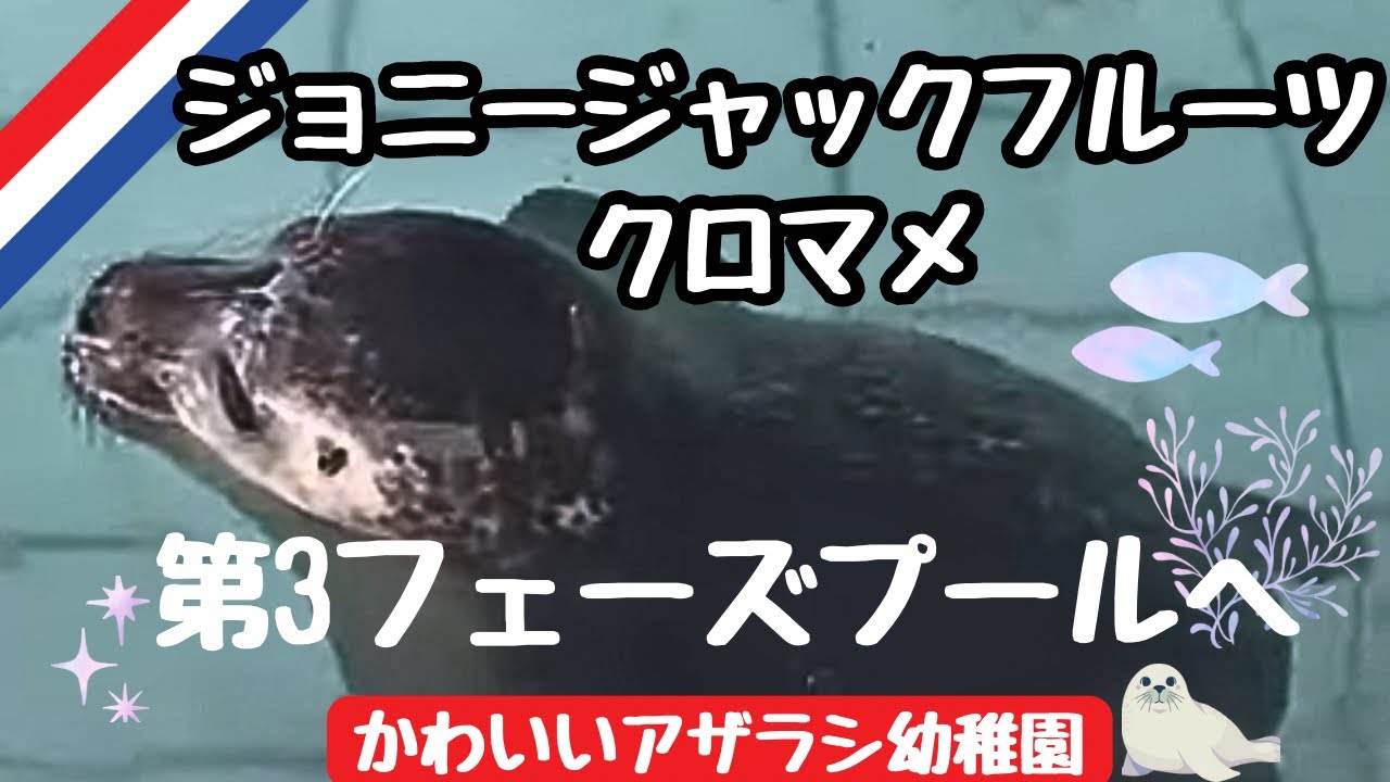 [かわいいアザラシ幼稚園]クロマメとJJが進級しました。大きいプールへ移動です。