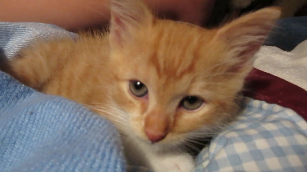 THE CUTEST BABY KITTEN!!