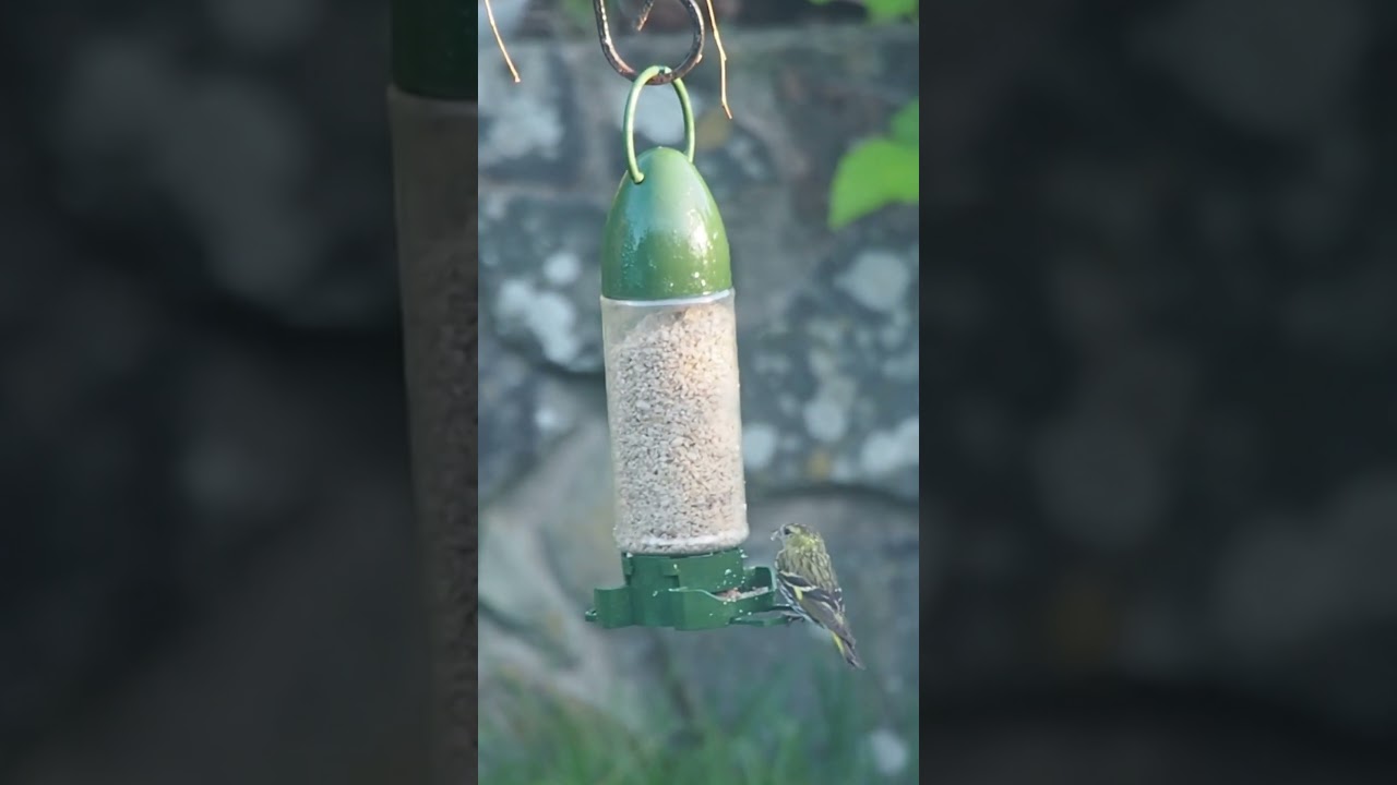Siskin eats sunflower hearts #ukbirds
