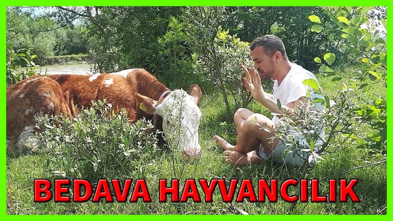 BEDAVA HAYVANCILIK MODELİ , MERA HAYVANCILIĞI