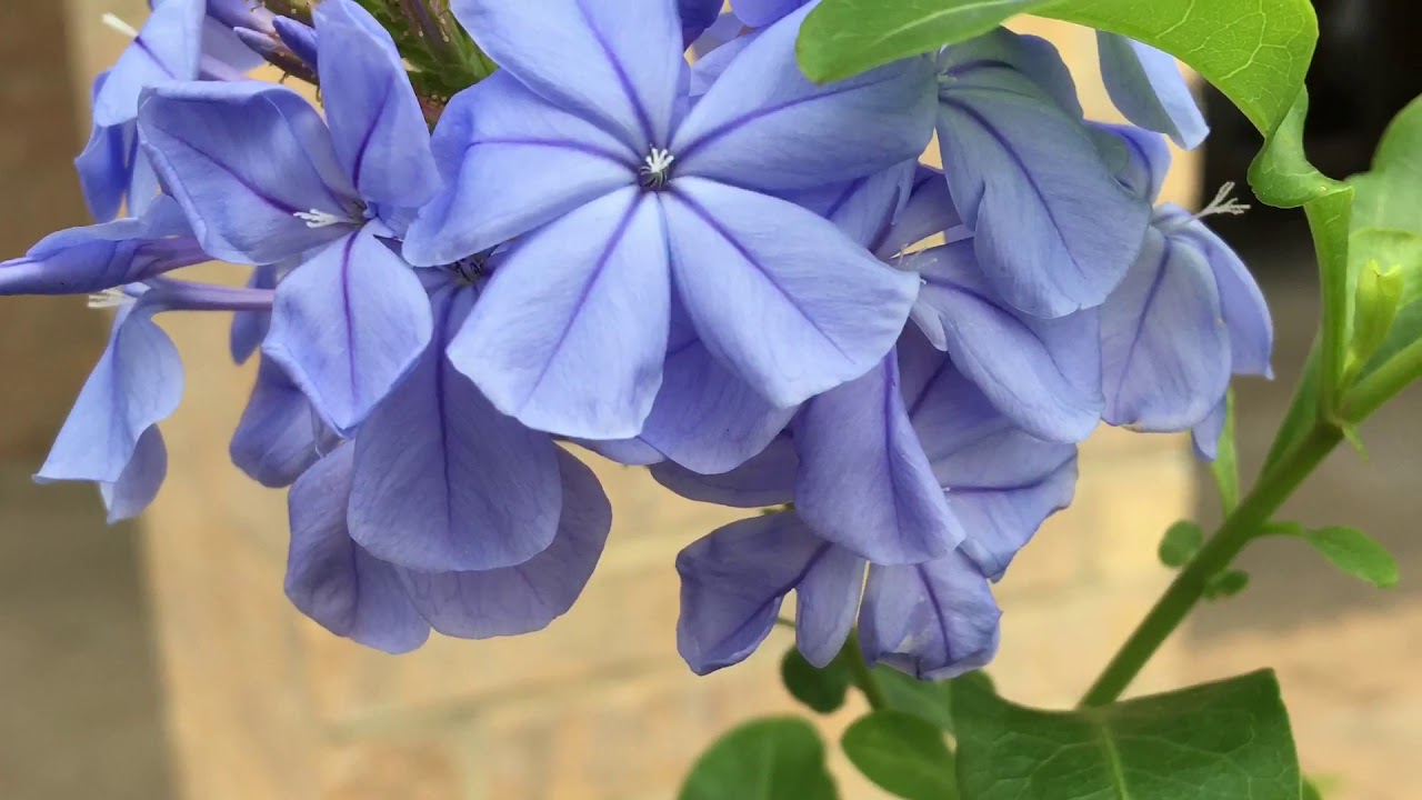 Our God, He is Alive