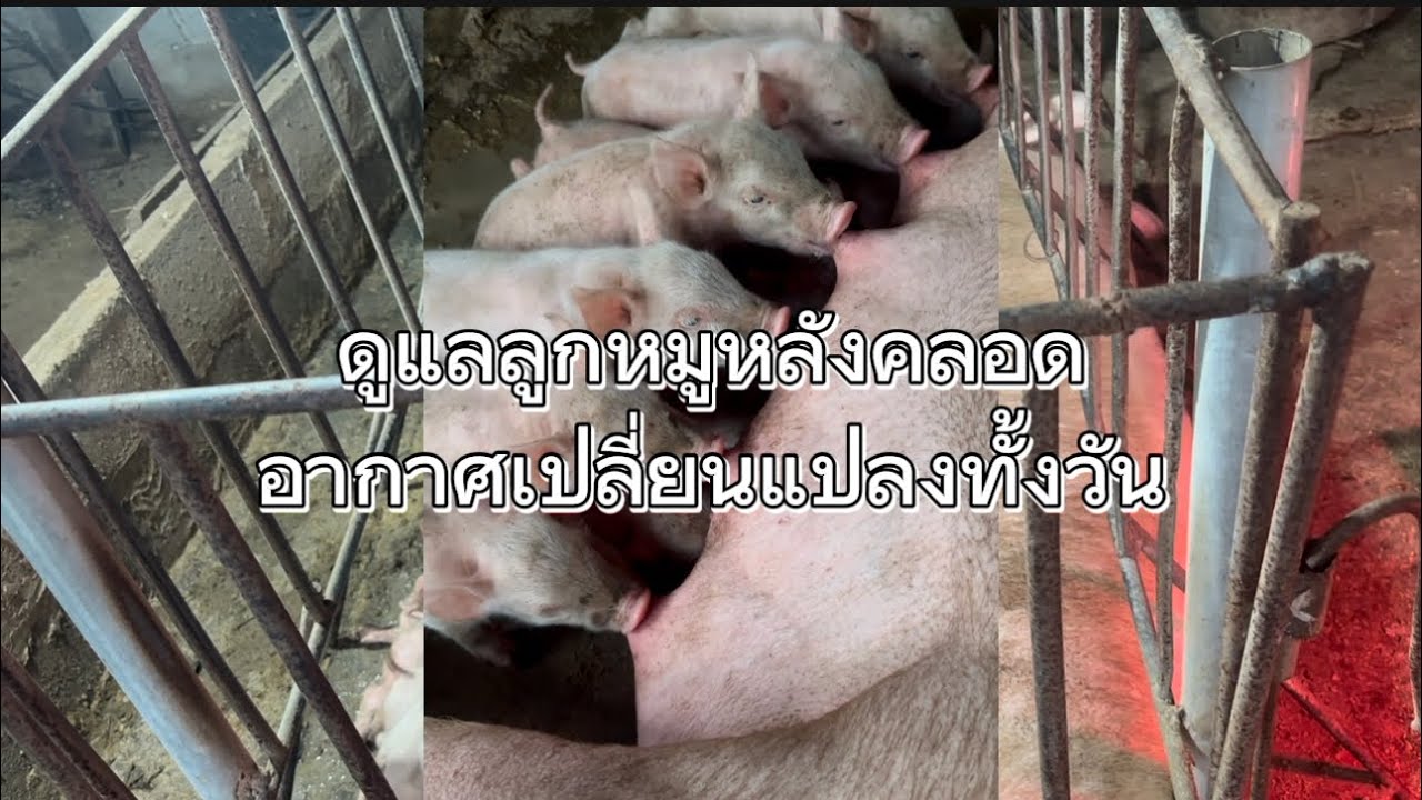 ดูแลลูกหมูหลังคลอด อากาศเปลี่ยนแปลงทั้งวัน 