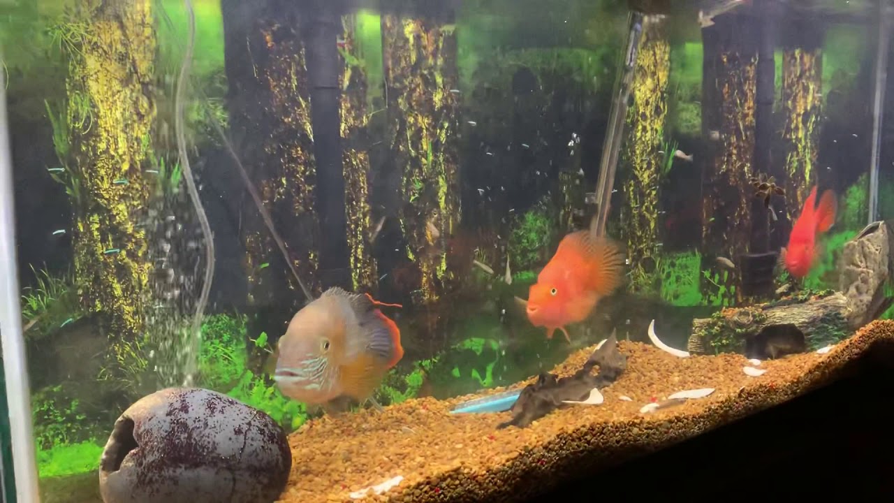 HUGE GREEN TERROR CICHLID EATS LIVE FISH