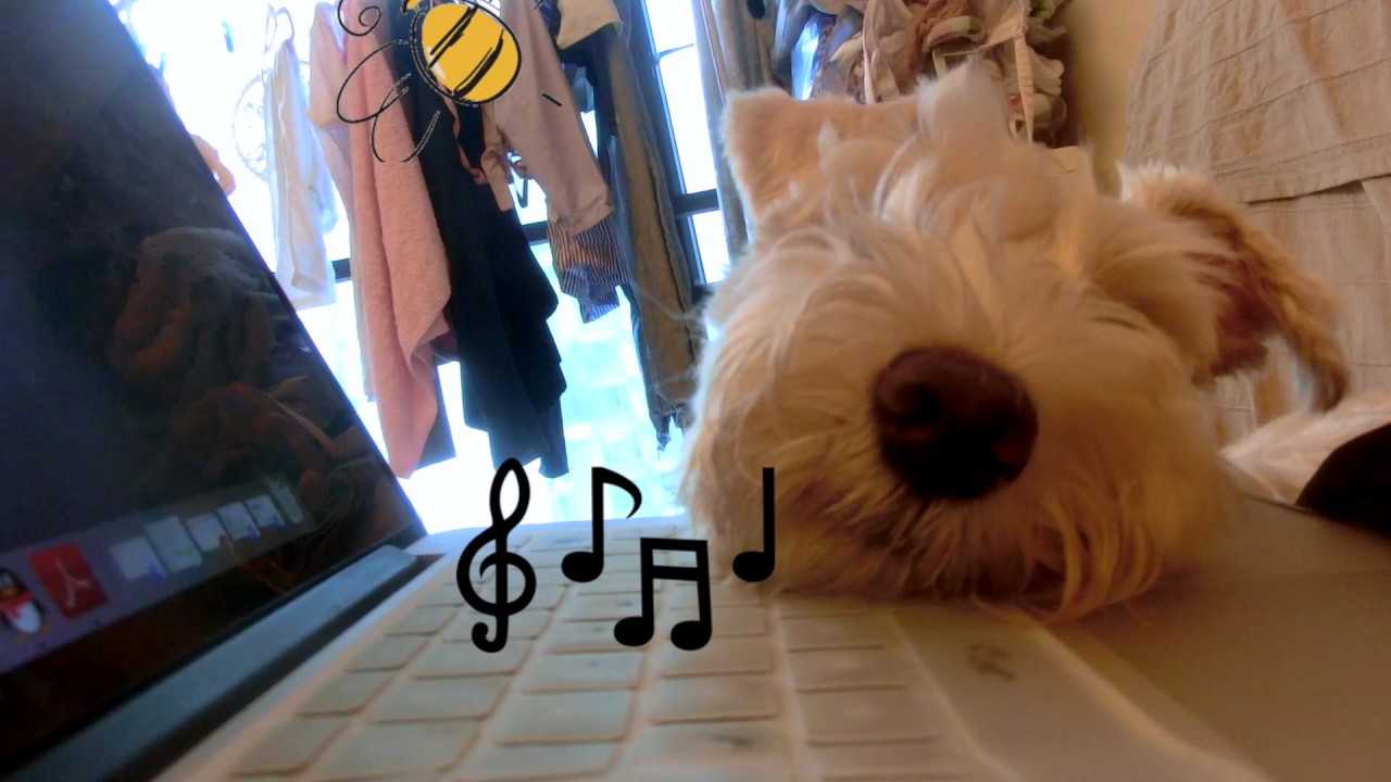 cute white schnauzer