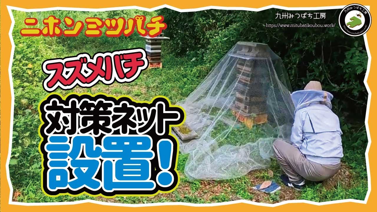 養蜂家必見！【二ホンミツバチvsスズメバチ】「簡単ステップで対策ネットを設置しよう」日本みつばちの養蜂 How to Beekeeping