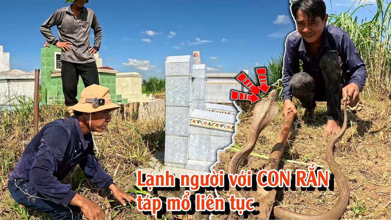 Bắt được con RẮN hung dữ nhất trong khu mộ nhiều nhất | TGSB #1016