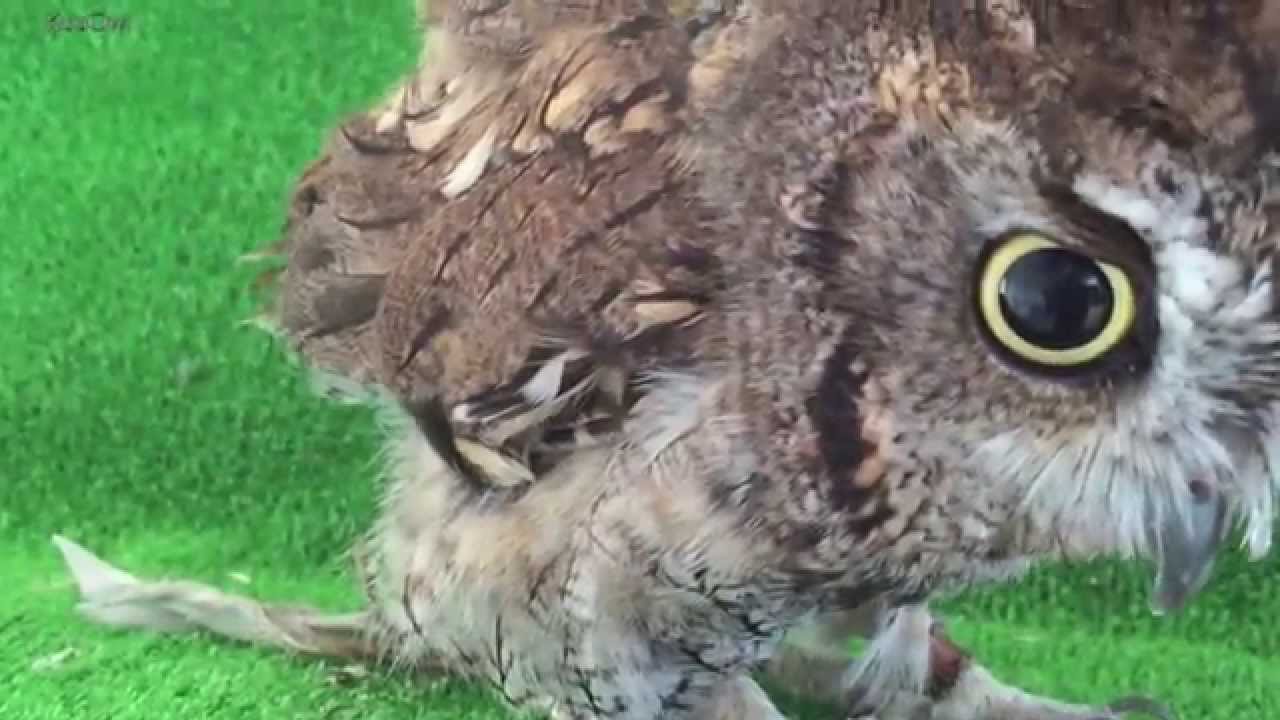 I call an owl / 呼べば来るフクロウ  ( ニシアメリカオオコノハズク / Western Screech Owl  ）