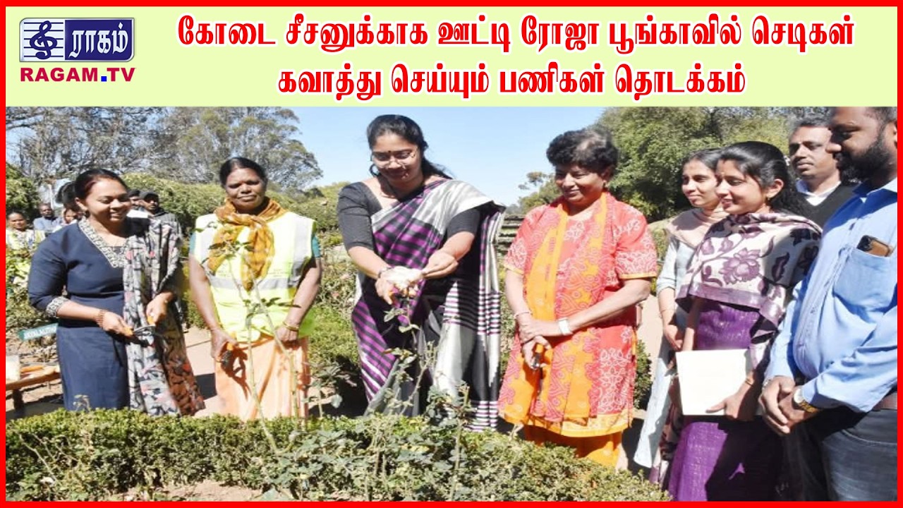 கோடை சீசனுக்காக ஊட்டி ரோஜா பூங்காவில் செடிகள் கவாத்து செய்யும் பணிகள் தொடக்கம் | #RAGAMNEWS