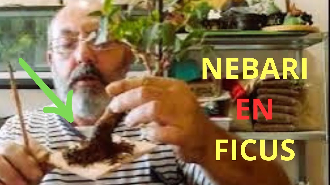 PRIMER PASO PARA UN BUEN NEBARI EN FICUS TIGER BARK
