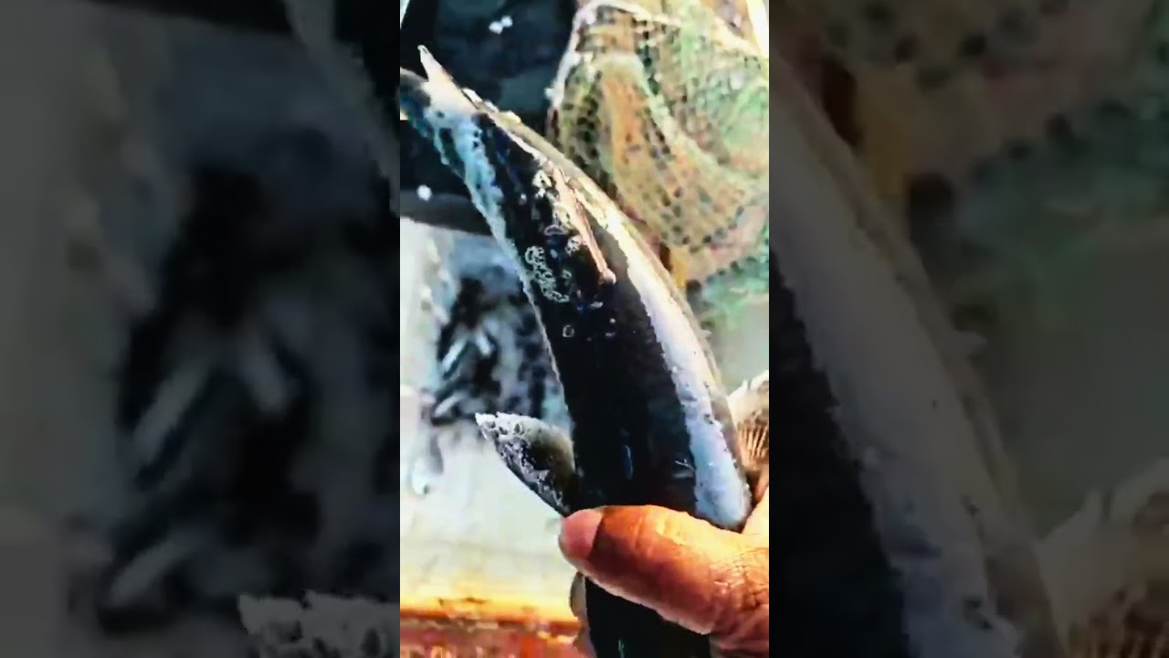 വൈപ്പിനിലെ ചീനവല കാഴ്ചകൾ #shortsfeed #seafood #kochi #fishinglife #fishing #fish 