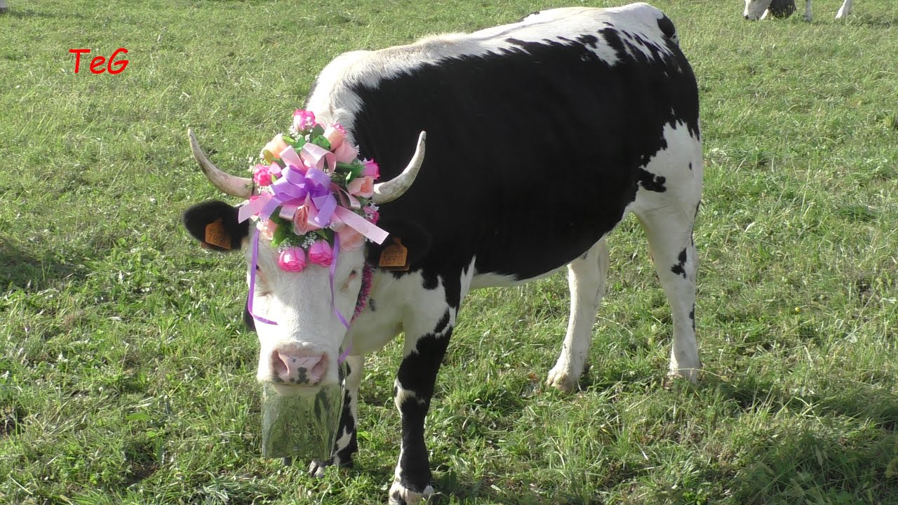 Le mucche della Fiera autunnale Castellamonte 2022