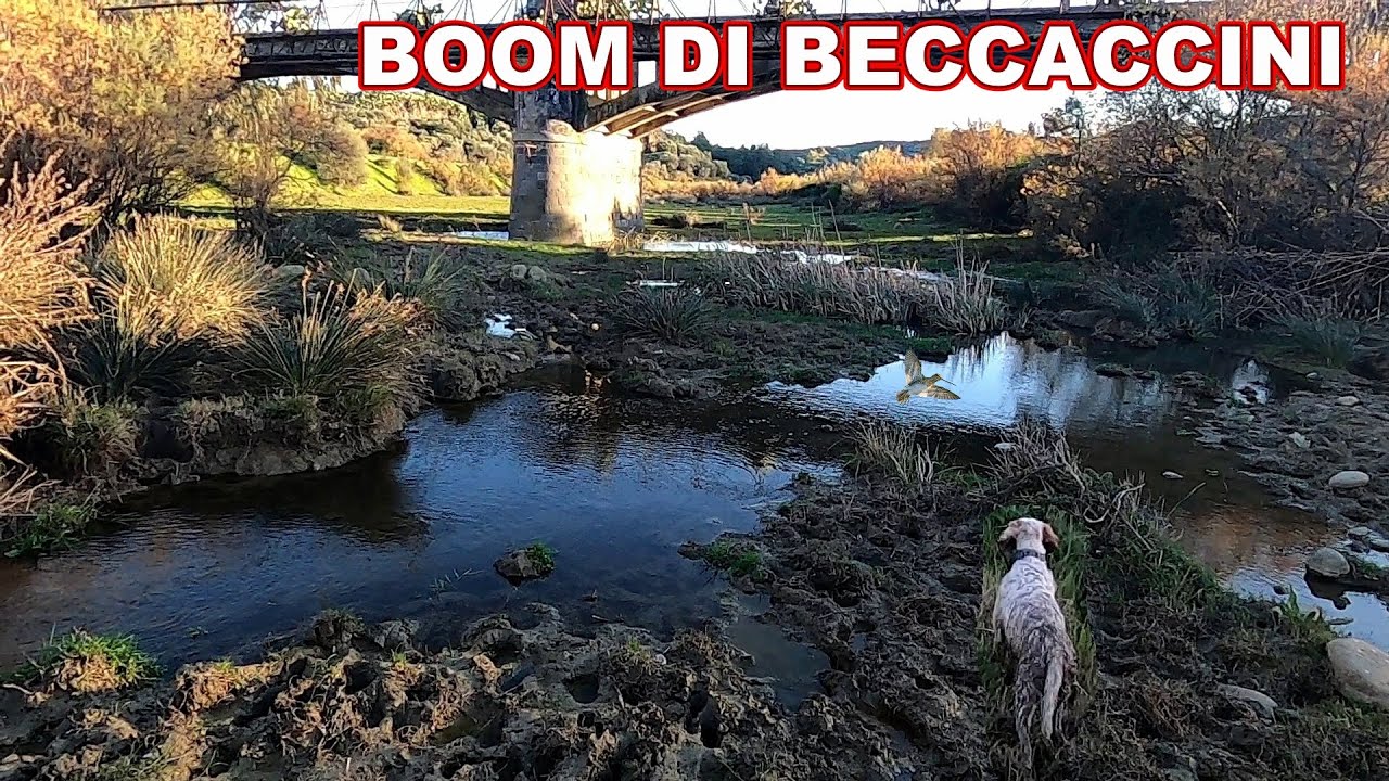 BOOM di Beccaccini...annata 2022 da RECORD! - Caccia al Beccaccino-Chasse au Becassine-Snipe Huting