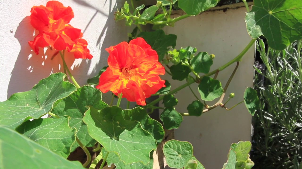 Alternative Process Photography Wet Cyanotype