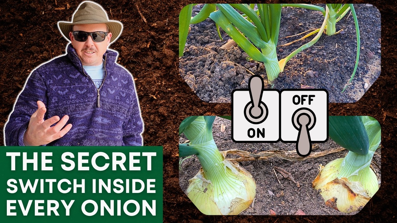 What Makes an Onion Start Bulbing? (It’s Not What You Think)