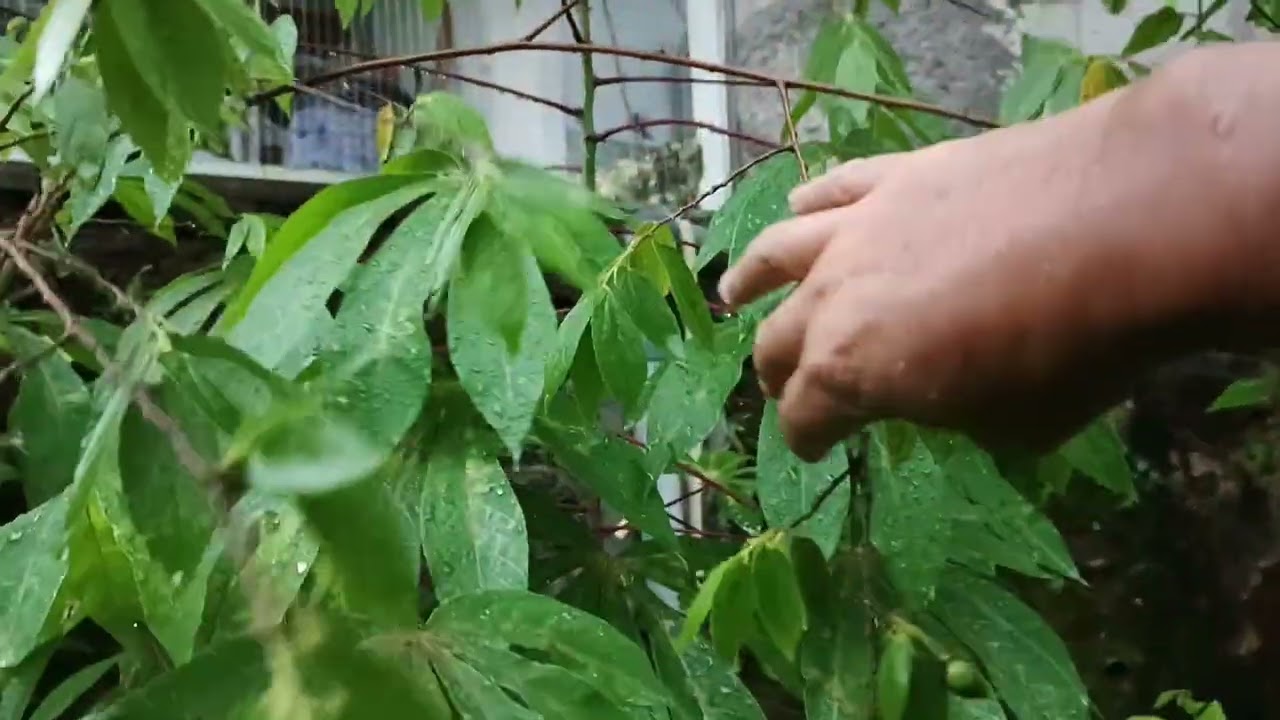 Hujan-hujan ke kebun #hujan #kebunsingkong 