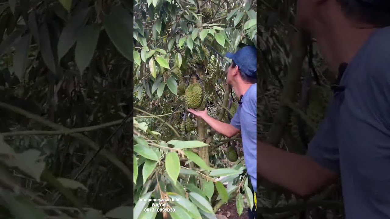 Durian Bawor Berbuah Lebat ‼️ Usia Tanam 3,5 Tahun dari bibit 60 Cm ‼️ #durianbawor #durianlover