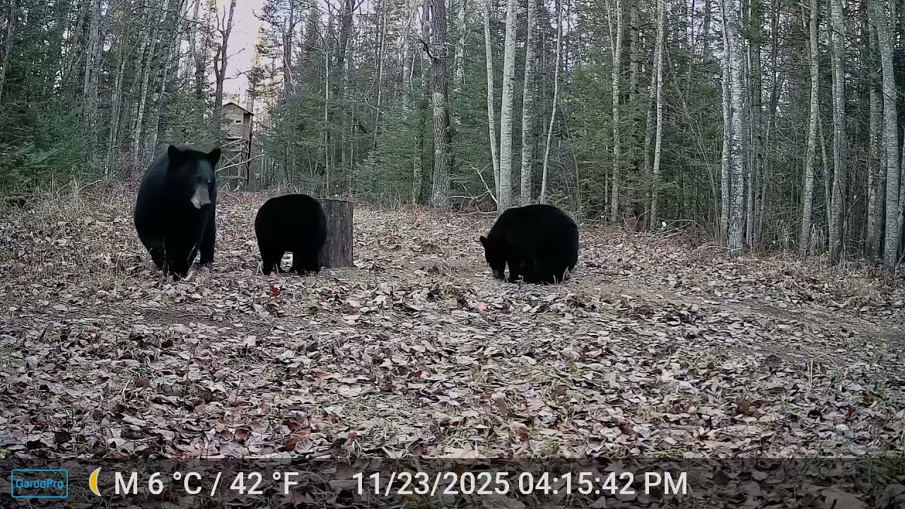 Trail Cam - Bear and Cubs, Deer