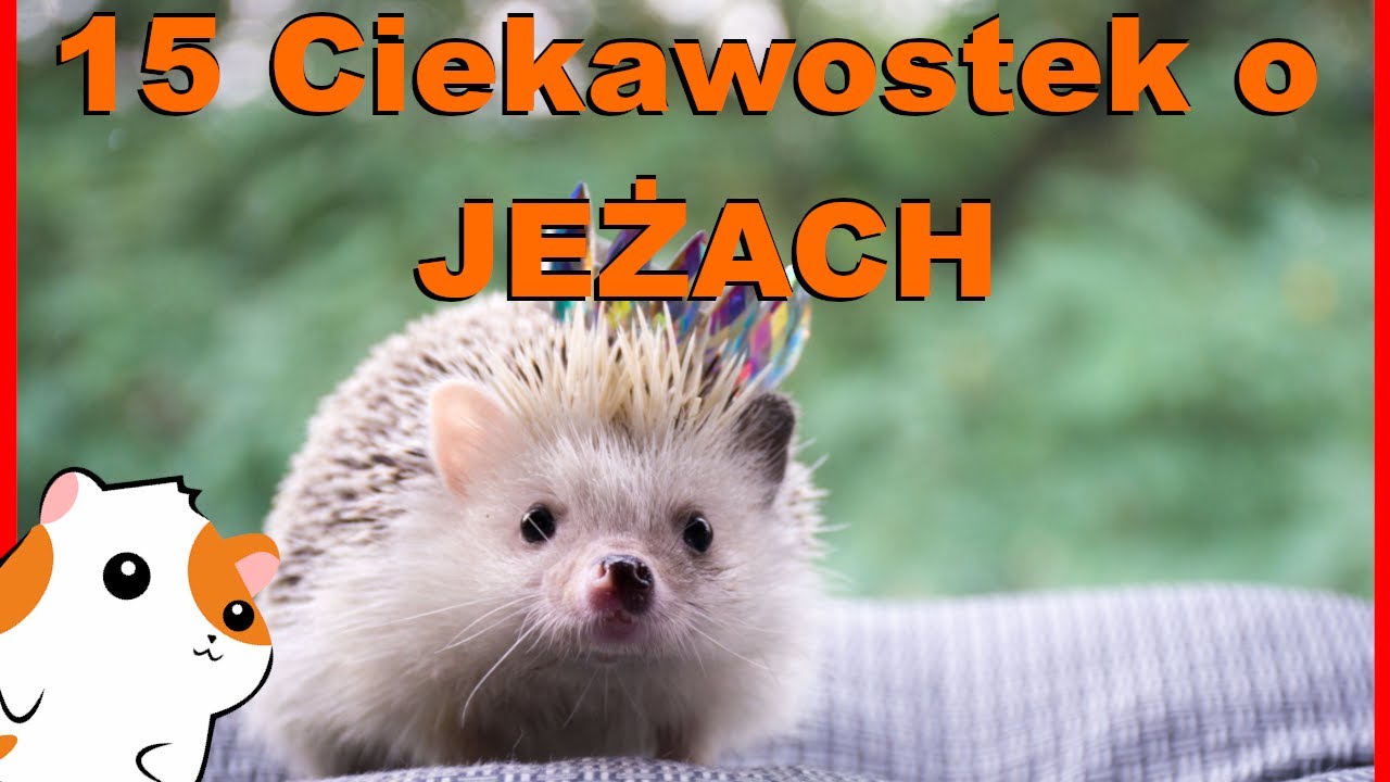 15 Ciekawostek o JEŻACH! 🦔Czy jeże jedzą JABŁKA?🍎 Jeż pigmejski i Europejski! Informacje o hodowli