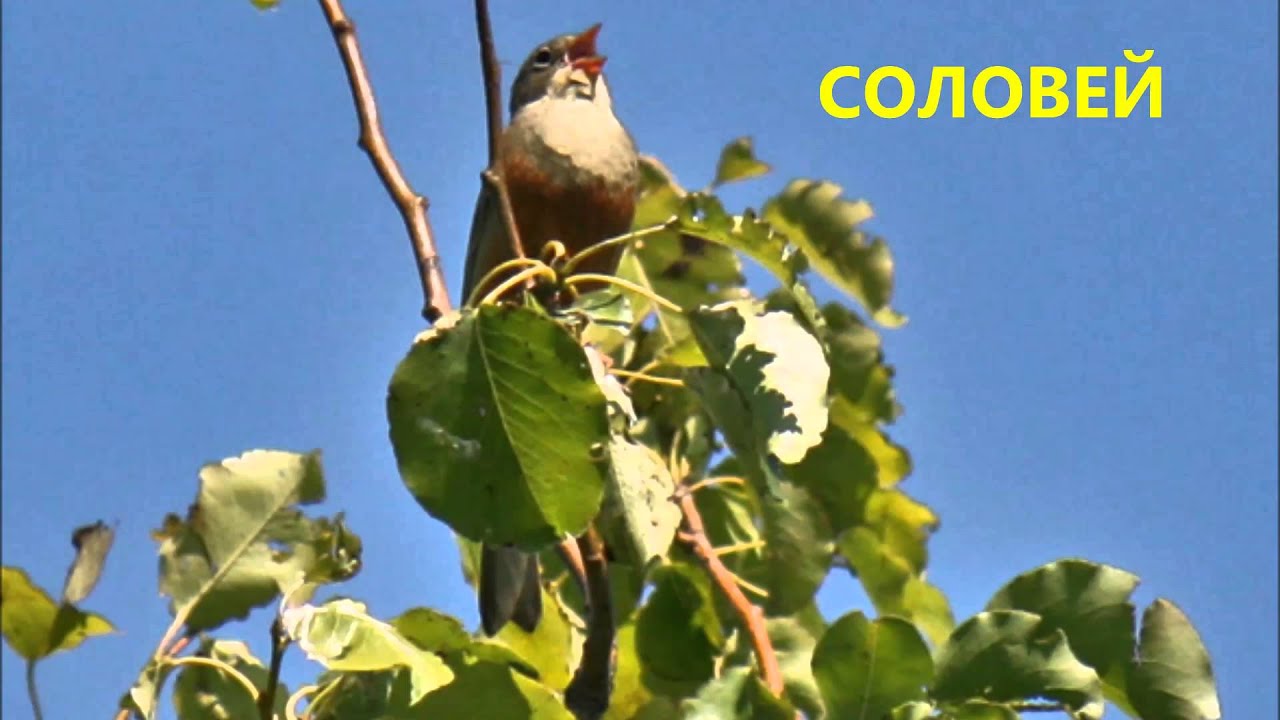 Несравненный Соловей и Звуки Ночи / Nite Nightingale Sounds