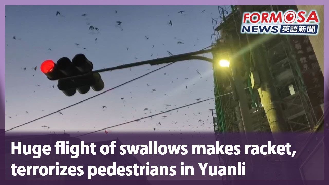 Huge flight of swallows makes racket, terrorizes pedestrians near Yuanli hospital｜Taiwan News
