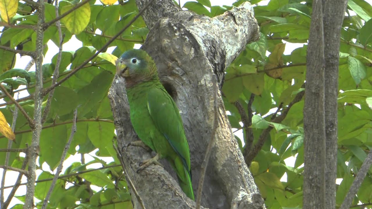 Телеканал BIRDING ADVENTURES TV JAMAICA выпустил 28 эндемичных видов птиц.