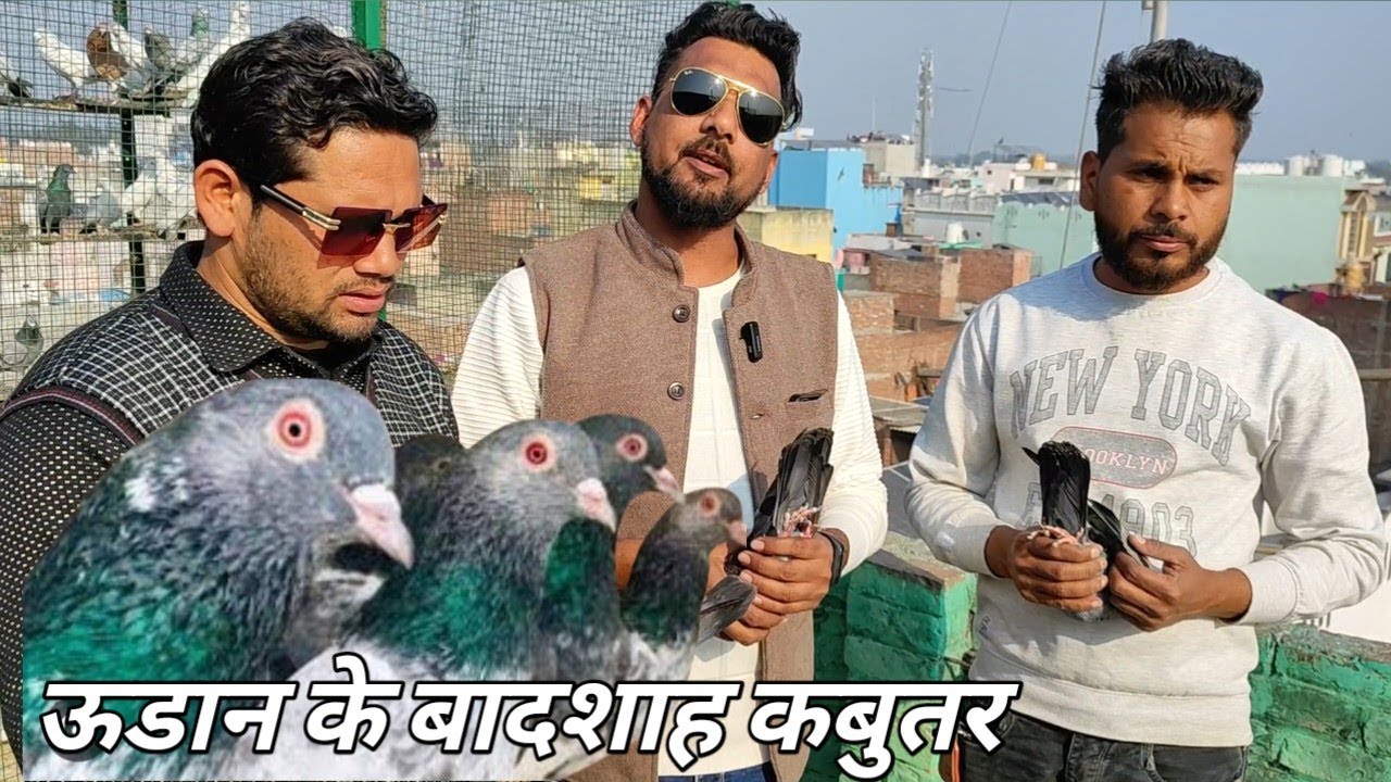 Top Border Wale And  Desi High Flying Pigeons ! Mukhtar Bhai Bhojpur