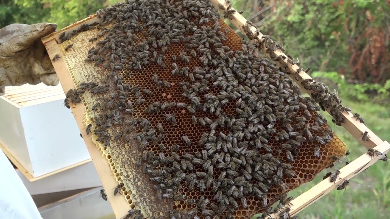 Boja meda ep. 178 03.08.2021. Livadska paša, avgust, medobranje