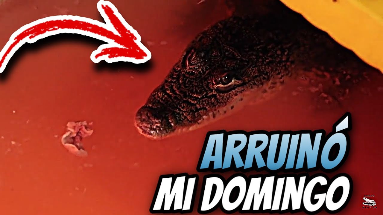 Mi Cocodrilo Arruina Mi Domingo!!!