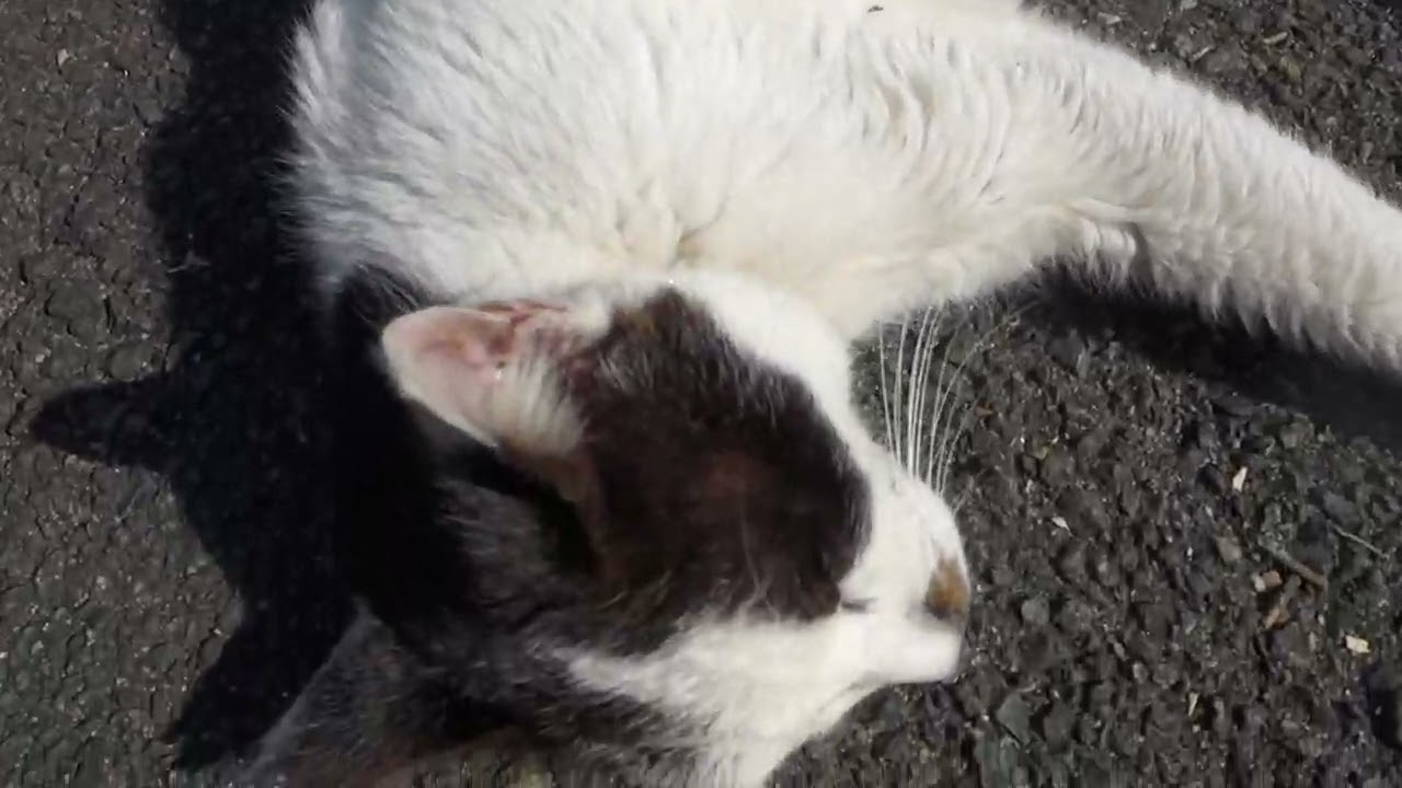 【Cat Video】 meowmeow Happy 