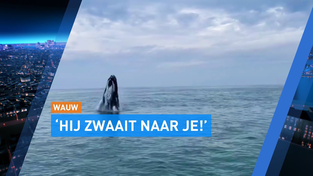 Spectaculaire beelden! Vissers zien enorme walvis in de Noordzee |  Hart van Nederland