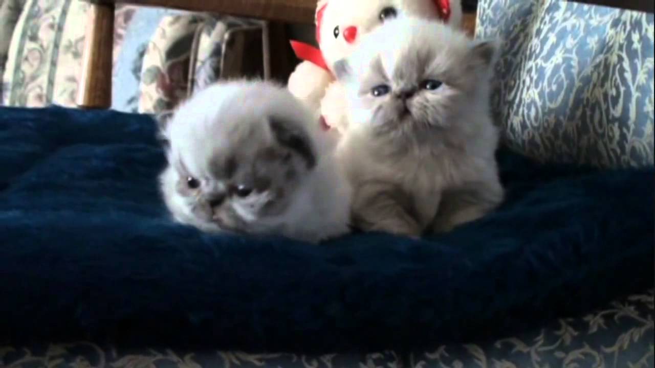 Fuzzy Fuzzy Cute Cute Kittens