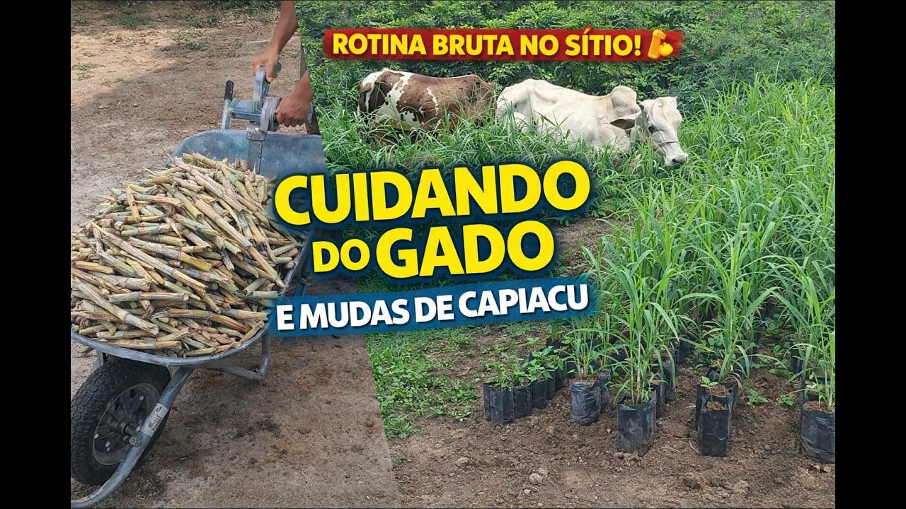Rotina Bruta no Sítio: Gado + Mudas de Capiaçu!