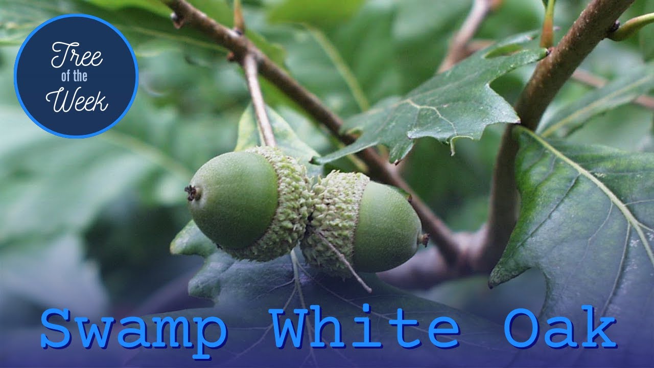 Tree of the Week: Swamp White Oak