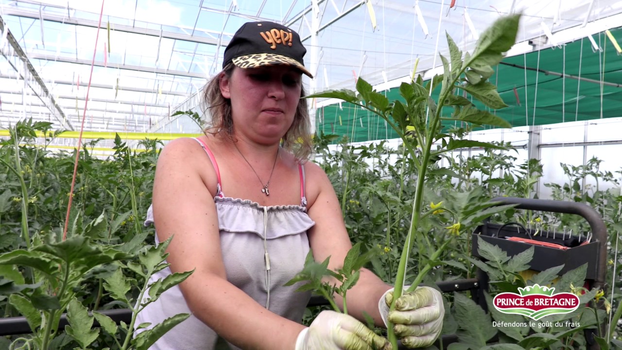 Les producteurs Prince de Bretagne, précurseurs d'une agriculture responsable