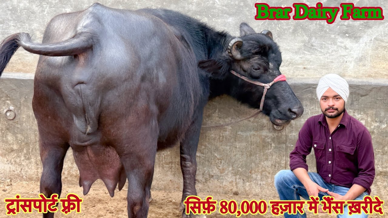 सिर्फ़ 80,000 हज़ार में भैंस ✅ 12 से 16 लीटर दूध की झोटिया 🏆4 Buffalo For Sale 😱 Brar Dairy Farm 👈🏻