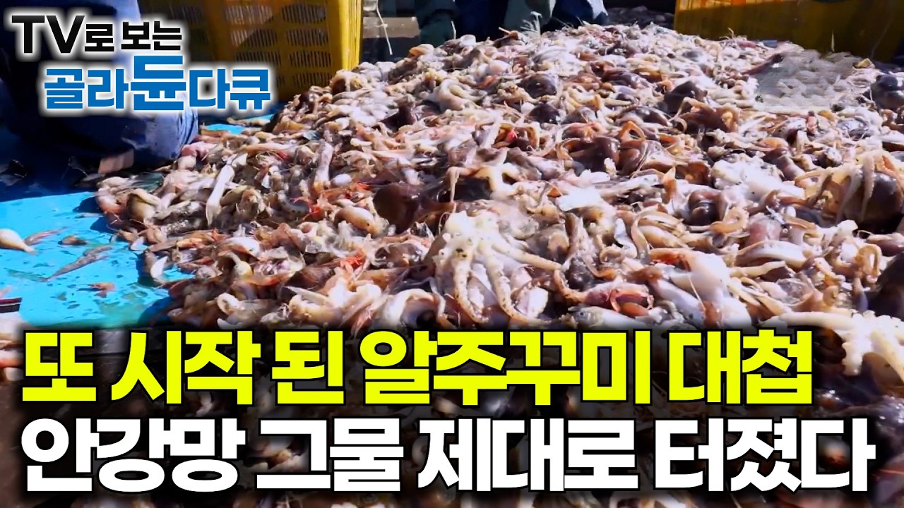 3월 봄바다의 진미 주꾸미 대첩이 시작됐다. 하루 만에 3,000킬로 주꾸미를 잡은 안강망 어선｜극한직업｜#골라듄다큐