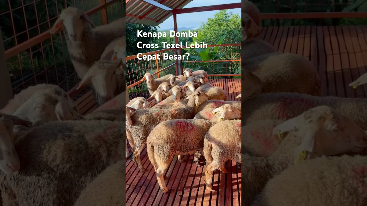 Kenapa Domba Cross Texel Lebih Cepat Besar #dombahamil #domba