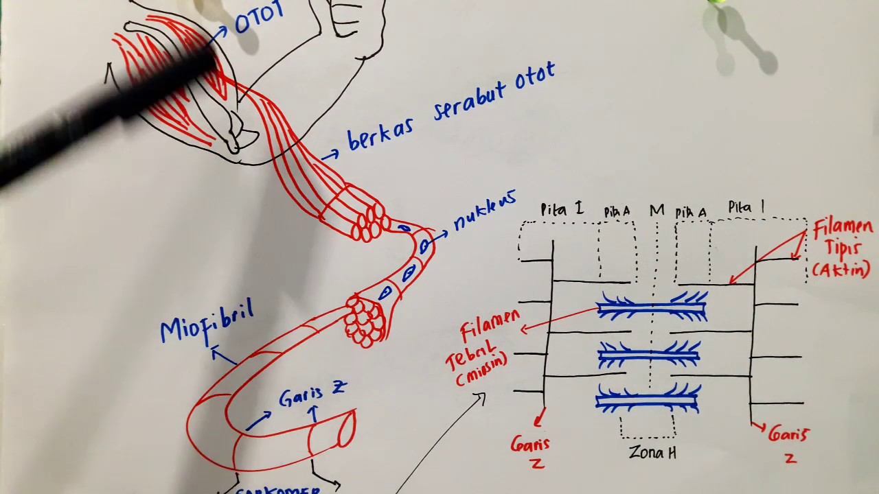 Mekanisme Kerja Otot - 11 SMA