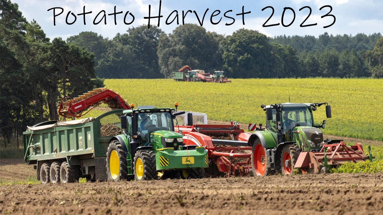 Harvesting Potatoes for McDonalds 2023 | Elveden Farms