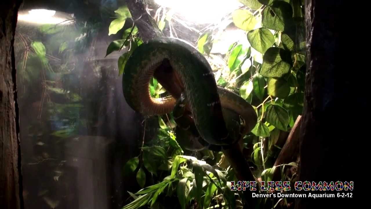 Denver's Downtown Aquarium - The Rain Forest