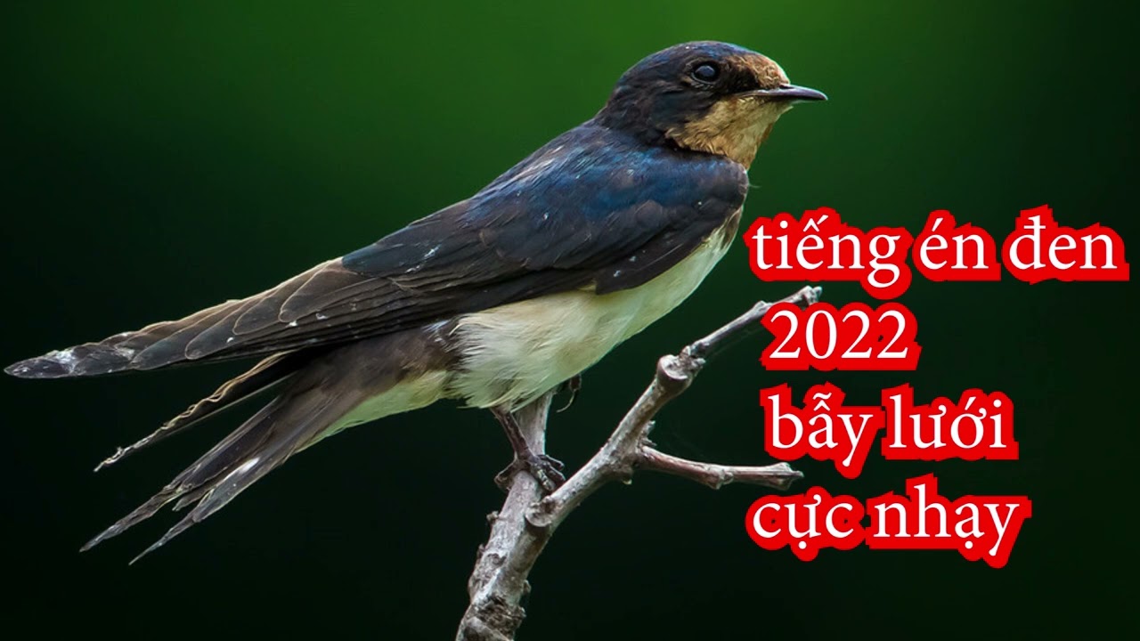 tiếng én đen đầu mùa 2026 cực hót không tạp âm