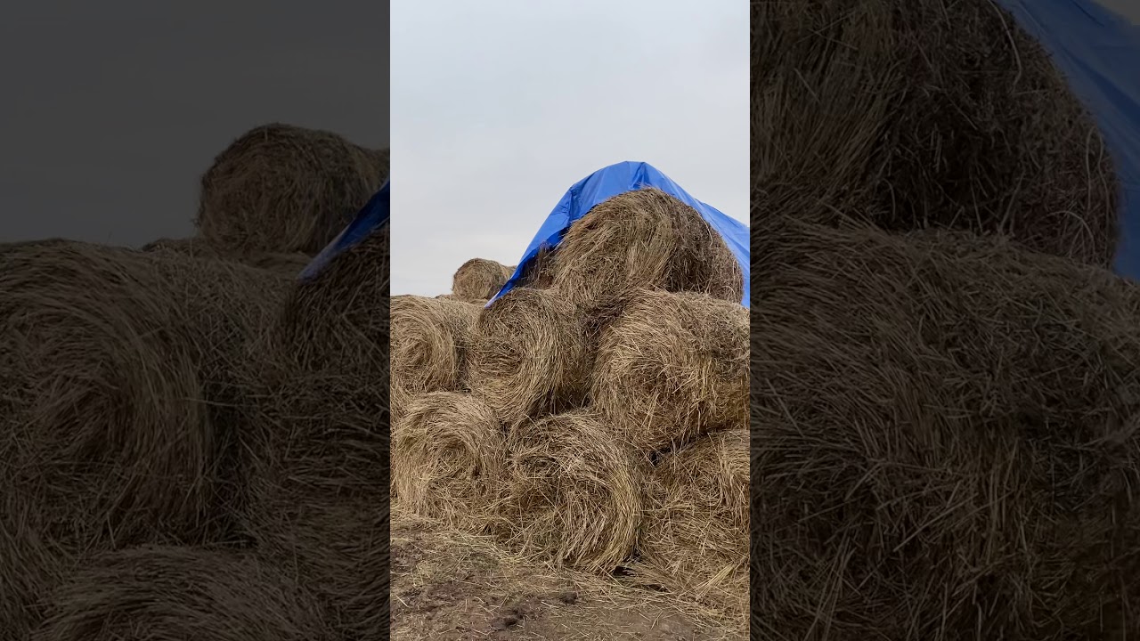 Хранение сена под открытым небом