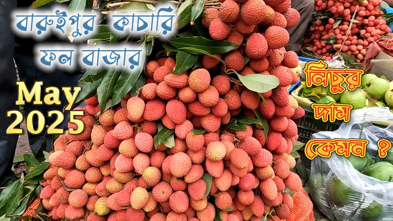 বারুইপুর ফলের বাজারে লিচুর দাম মে 2025 || Baruipur kachari fruit market #fruitmarket  #fruit