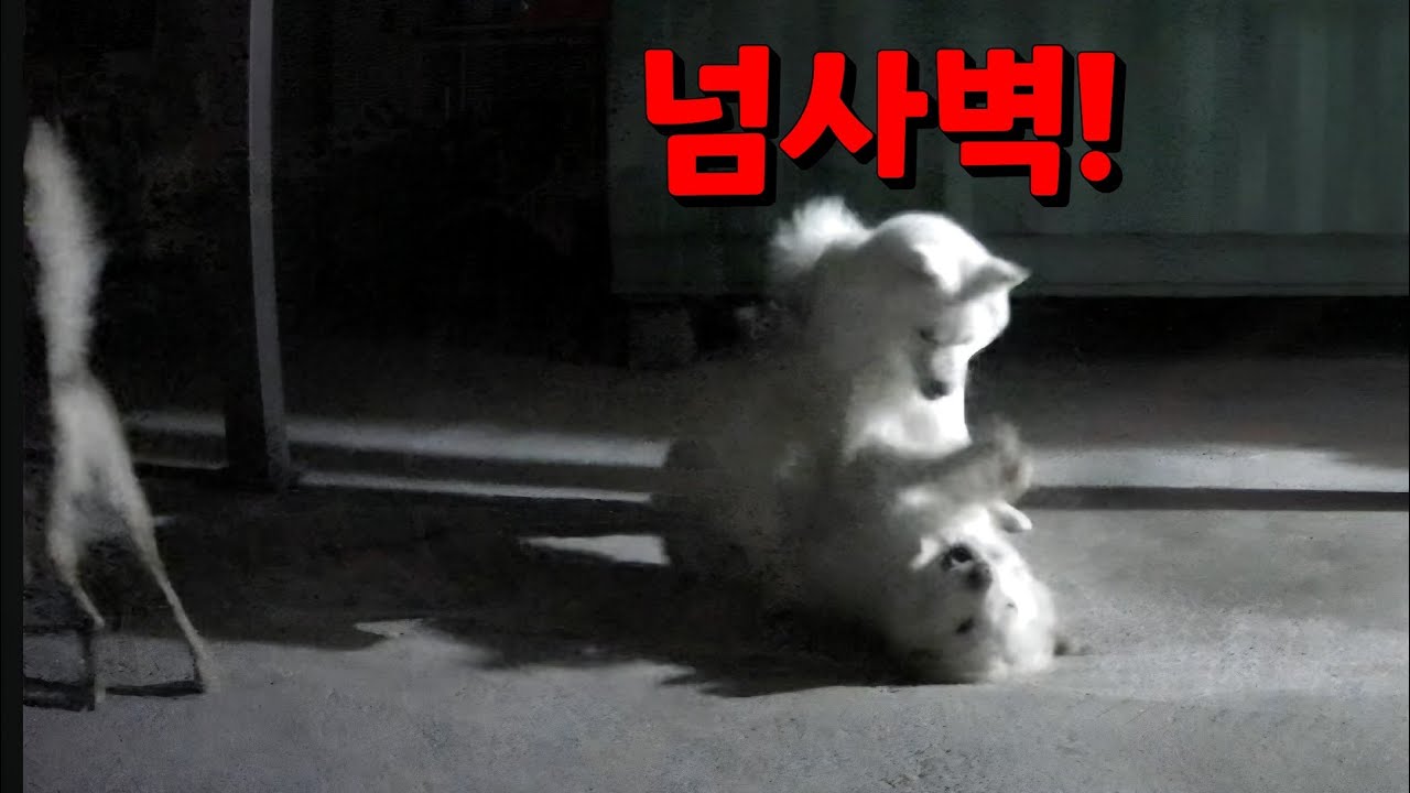 6년동안 서열 1위 자리를 지키는,넘사벽 암컷 할매 순이!