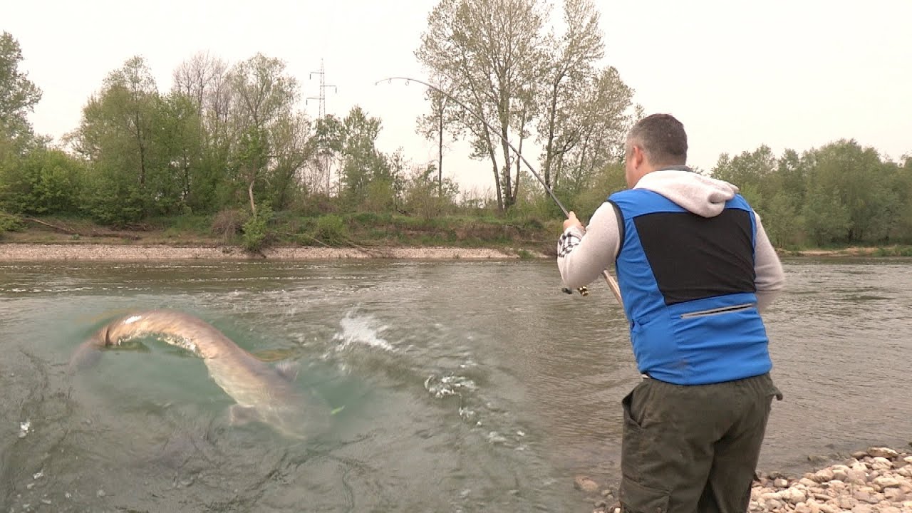 Pecanje soma na Moravi na varalicu i dubinsko pecanje | Fishing catfish
